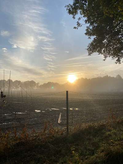 Hundeauslaufgebiet-Appen/Holm Rastplatz Rundgang-Bild