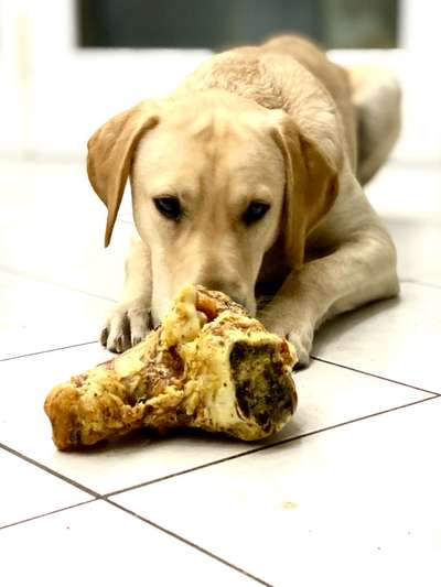 🎈 🦮 Happy Birthday! 🎁🐕-Beitrag-Bild