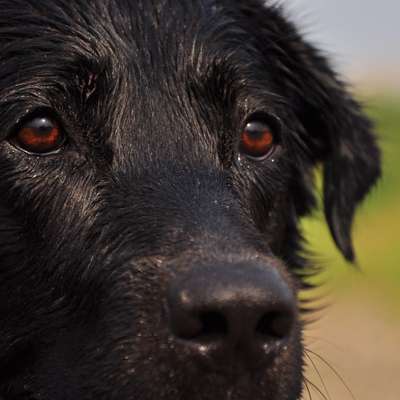 Zeigt mir eure Schäferhund Mischlinge :-)-Beitrag-Bild