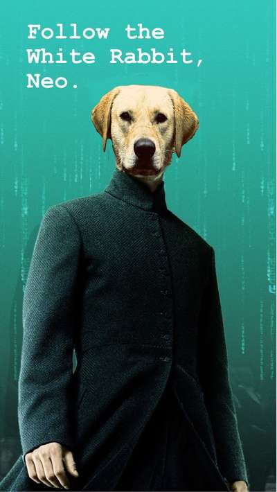 Photomontagen mit Hund-Beitrag-Bild