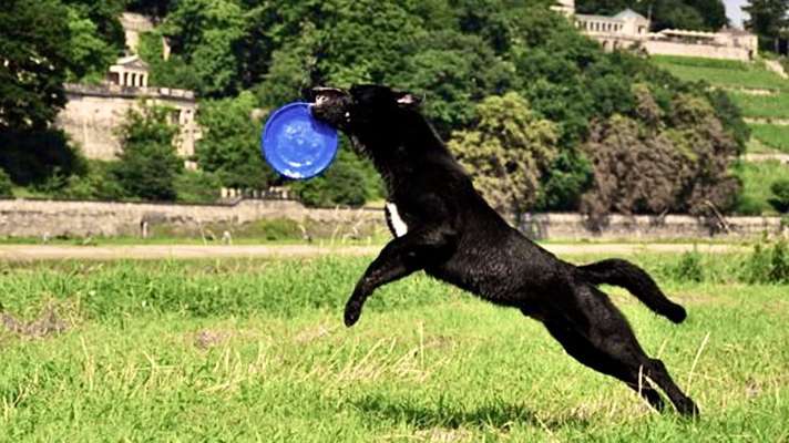 Zeigt mir eure Schäferhund Mischlinge :-)-Beitrag-Bild