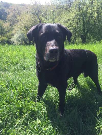 Zeigt mir eure Schäferhund Mischlinge :-)-Beitrag-Bild