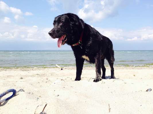 Zeigt mir eure Schäferhund Mischlinge :-)-Beitrag-Bild