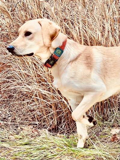 Umfrage zur relativen Schnauzenlänge-Beitrag-Bild