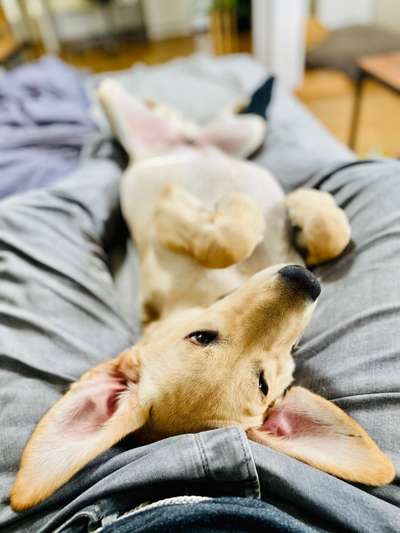 Welpen Bilder !-Beitrag-Bild