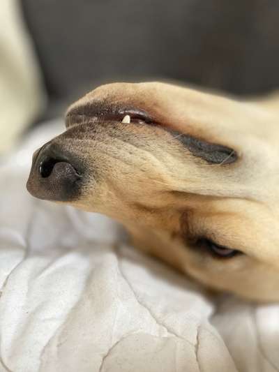 Hier ist der Spaßthread. Zum Schmunzeln und Kaputtlachen-Beitrag-Bild