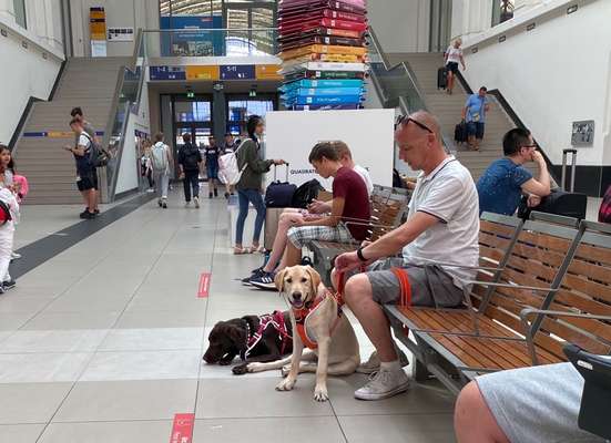 Tagesgestaltung mit Welpe-Beitrag-Bild