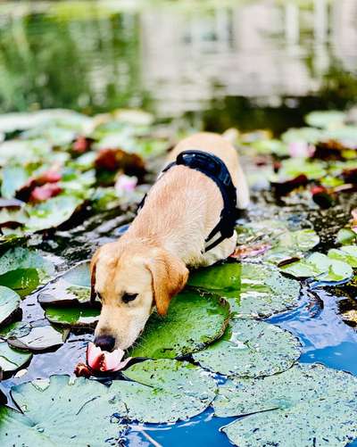 Die Dogorama Monats Challenge "Es grünt und blüht"-Beitrag-Bild