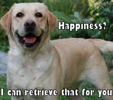 Hunde Memes-Beitrag-Bild