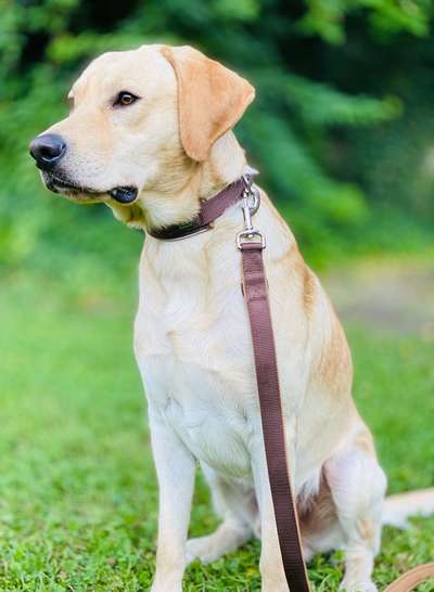 Mein Junghund wächst sehr langsam!-Beitrag-Bild