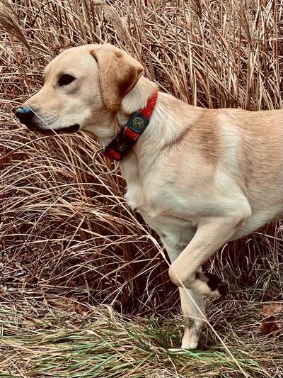 Labradorfans-Beitrag-Bild