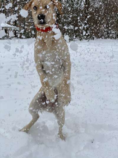 Zeigt die schönsten Schneebilder von eurer Fellnase ❄️-Beitrag-Bild