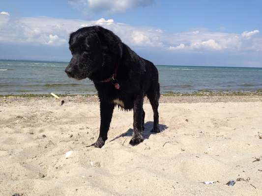 Labradorfans-Beitrag-Bild