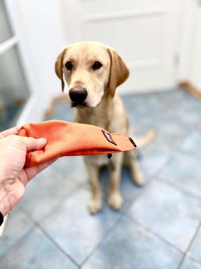 🎈 🦮 Happy Birthday! 🎁🐕-Beitrag-Bild