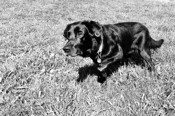 Fotochallenge No. 26                                     Wald und Wiese-Beitrag-Bild