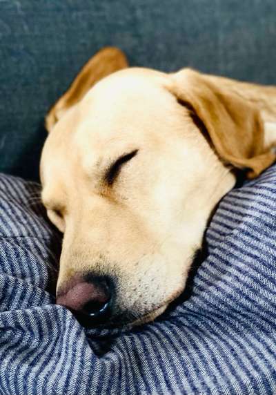 Darf der Hund bei Euch im Bett schlafen?-Beitrag-Bild