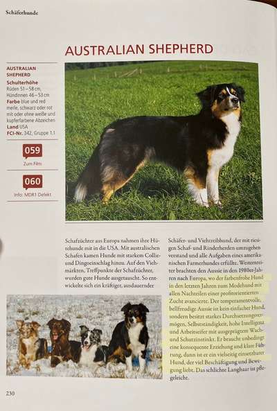 Was ist ein Anfängerhund?-Beitrag-Bild