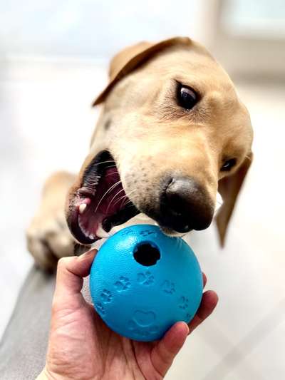 🎈 🦮 Happy Birthday! 🎁🐕-Beitrag-Bild