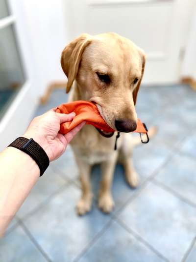 🎈 🦮 Happy Birthday! 🎁🐕-Beitrag-Bild