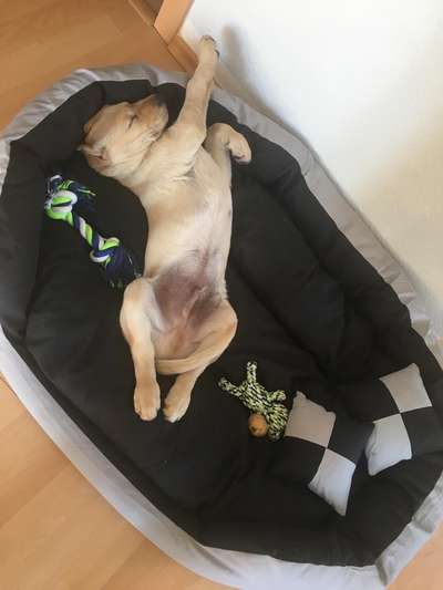 Als Welpen sind sie alle noch süßer-Beitrag-Bild