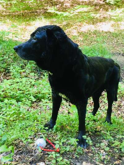 Welche Hunderasse-Beitrag-Bild