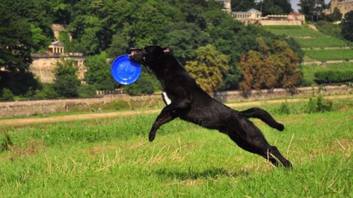 How to Dog-Frisbee?-Beitrag-Bild
