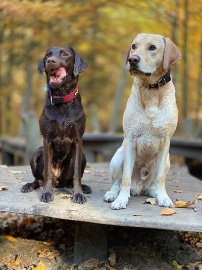 Rassen unsinnig verpaaren-Beitrag-Bild