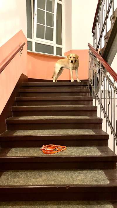 Als Welpen sind sie alle noch süßer-Beitrag-Bild