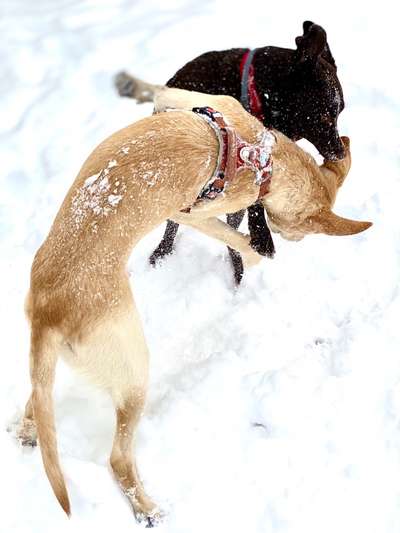 Challenge Nr. 16         Dynamik - Dein Hund in Bewegung-Beitrag-Bild