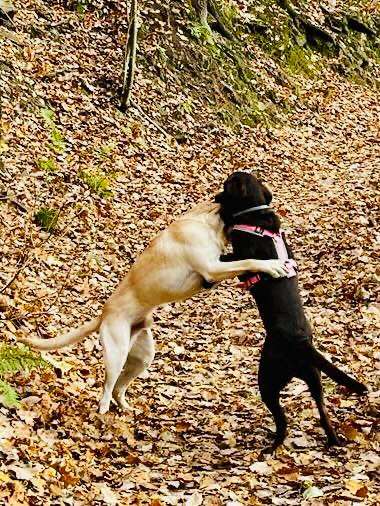 Bester Freund, Hundekumpel - zeigt her!-Beitrag-Bild