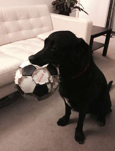 Geschreddert!-Beitrag-Bild