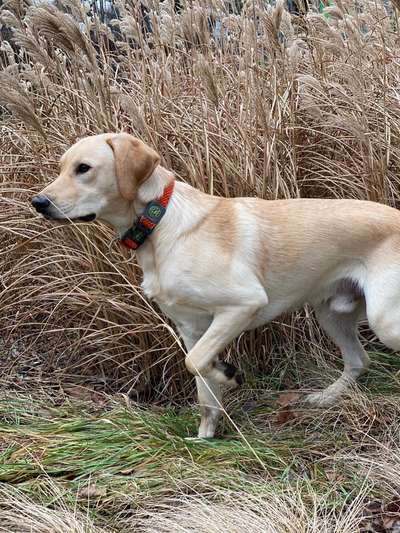 Wo sind meine Labrador Freunde-Beitrag-Bild