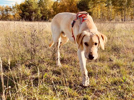 Labradorfans-Beitrag-Bild