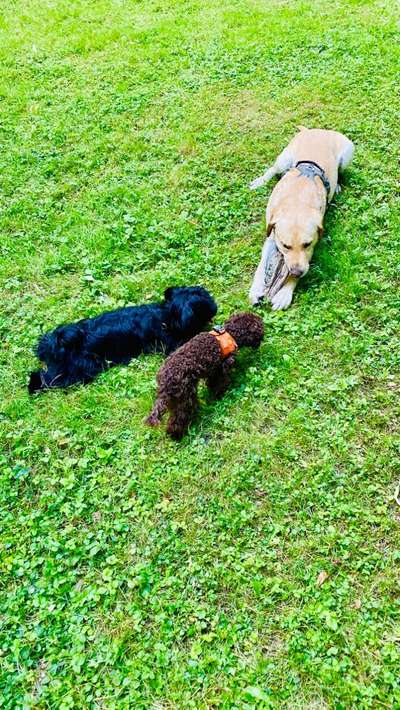 Wenn große Hunde und kleine Hunde wild toben...-Beitrag-Bild