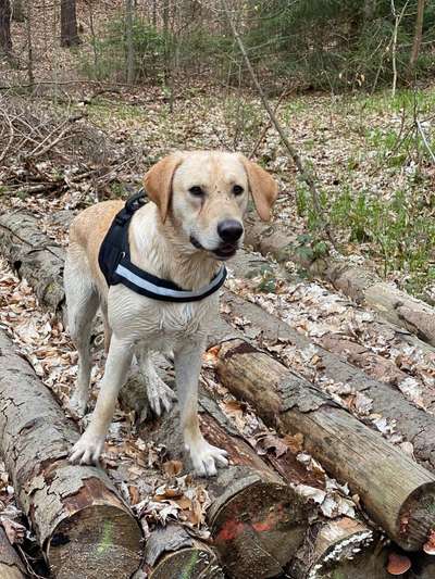 Wo sind meine Labrador Freunde-Beitrag-Bild