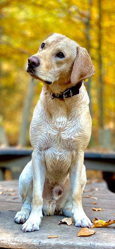 Der Gewichts-Thread-Beitrag-Bild