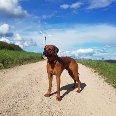 Rhodesian Ridgeback-Beitrag-Bild