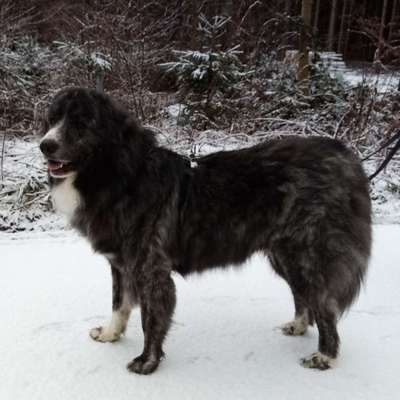 Hundetreffen-Gemeinsam spazieren gehen