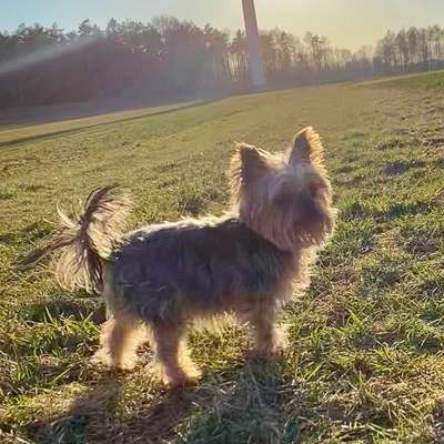 Hundetreffen-Kleine, ruhige Hunde (gerne auch Senioren) gesucht-Bild