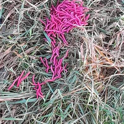 Giftköder-!Achtung! Evtl. Giftköder-Bild