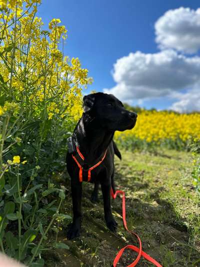 Hundetreffen-Gassirunde rund um Salzgitter-Thiede-Bild