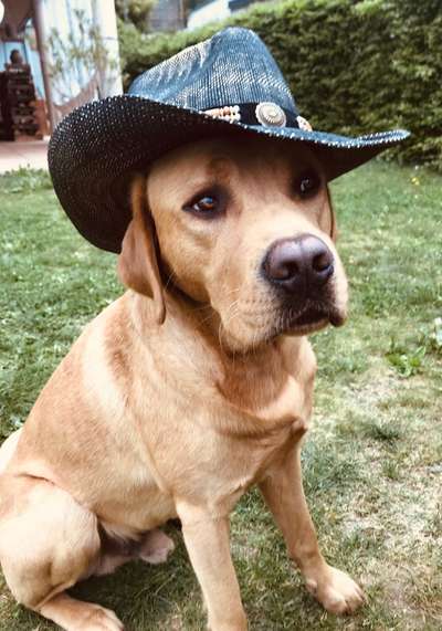 Wo sind meine Labrador Freunde-Beitrag-Bild