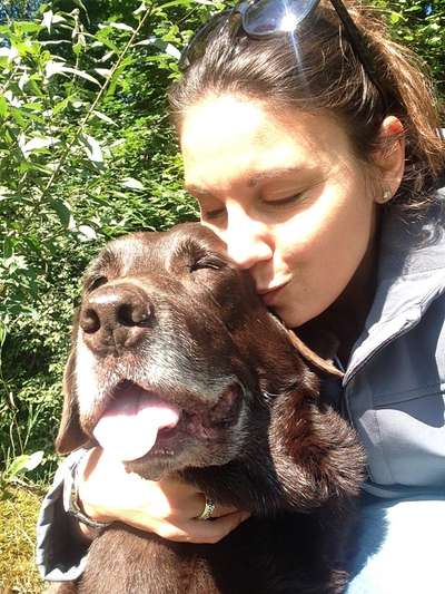 Wo sind meine Labrador Freunde-Beitrag-Bild