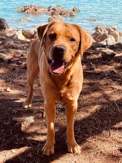 Wie heißt dein Hund?-Beitrag-Bild