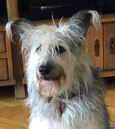 Dogorama Photo Challenge - Portrait-Beitrag-Bild