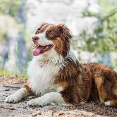 Hundetreffen-Raya sucht Spielgefährten-Bild