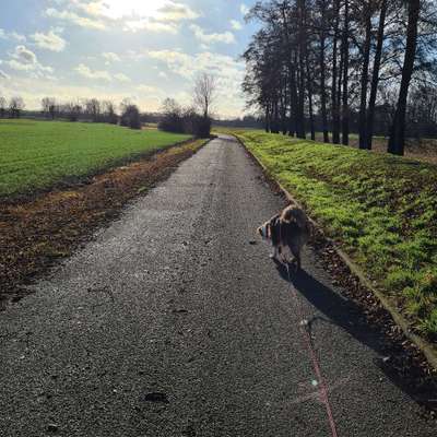 Hundetreffen-Sozial Walk-Bild