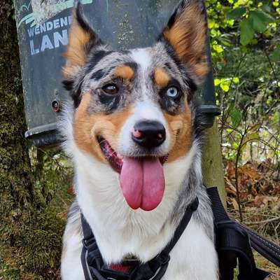 Hundetreffen-Gassirunden in NRW-Bild