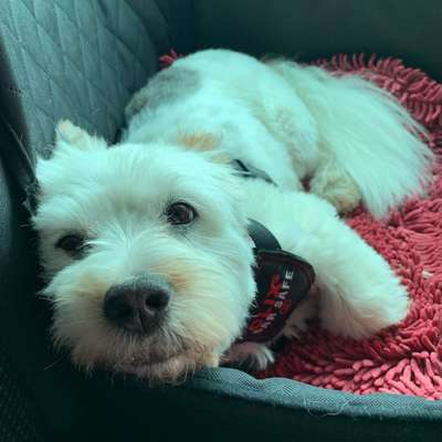 Die Dogorama Wochen Challenge-Beitrag-Bild