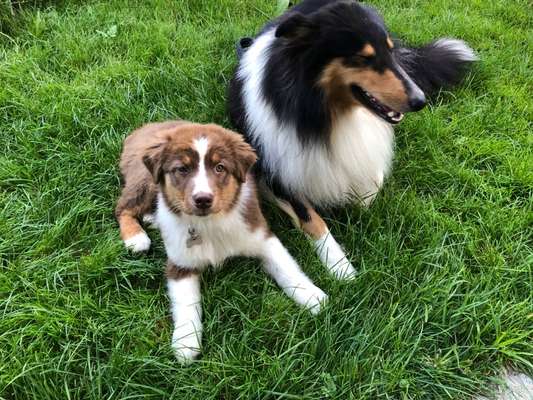 Dogorama Photo Challenge - Die besten Hundebuddys-Beitrag-Bild